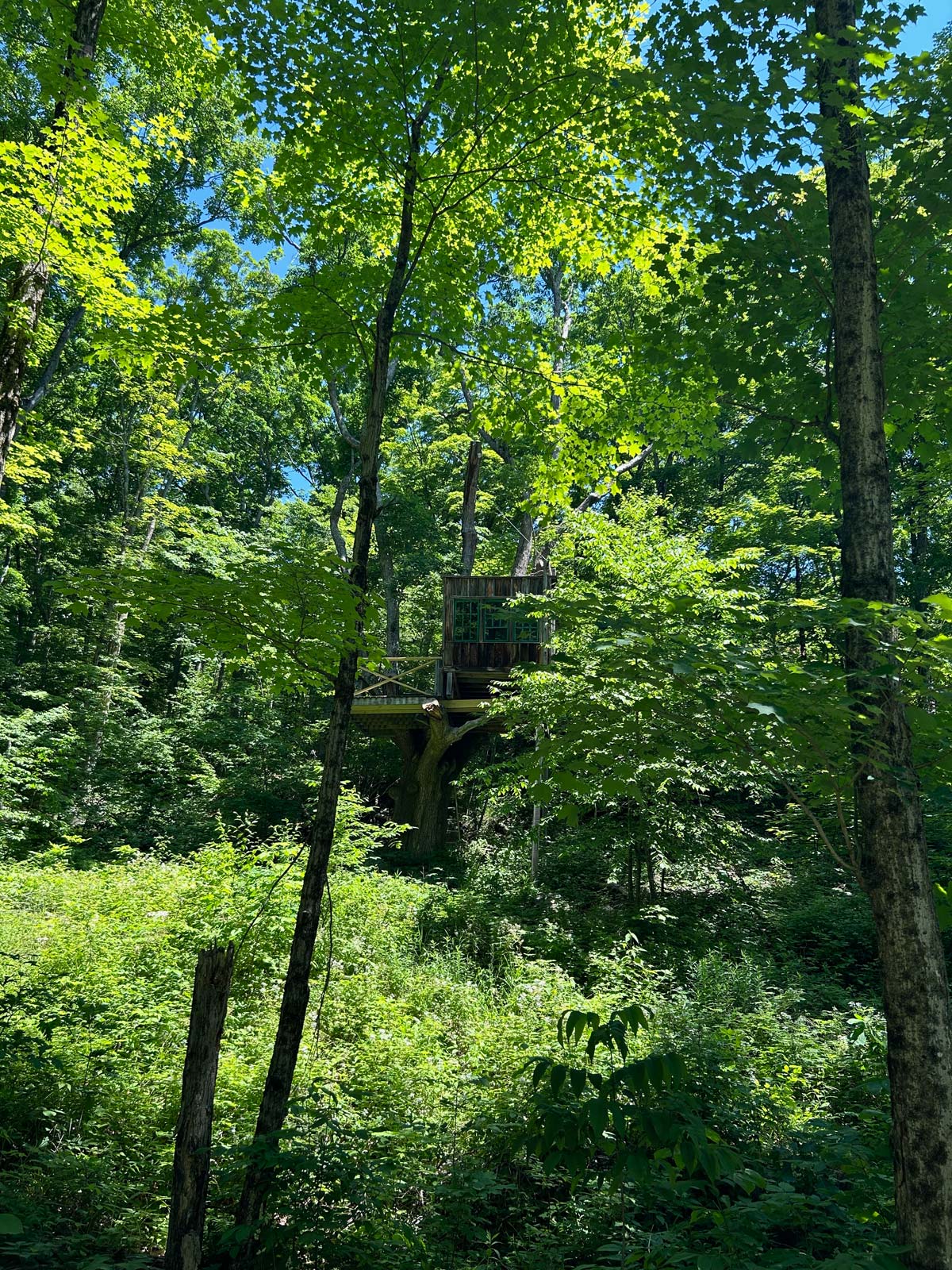 we saw a treehouse